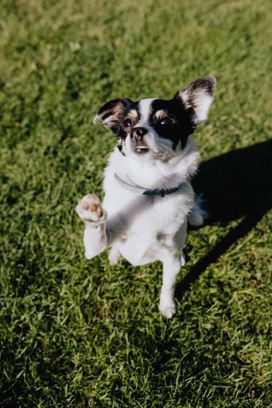 cute dog in collar on green lawn