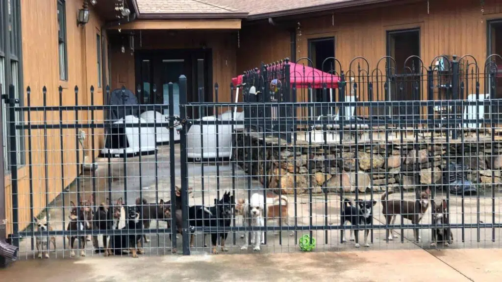 The 180 Rescued chihuahuas find new homes (Noah's Ark)