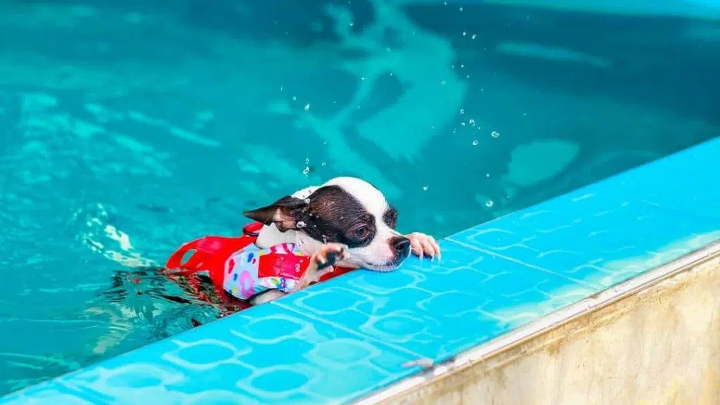 Can Chihuahuas Swim? – The Owner’s Guide 3 shutterstock 391869988