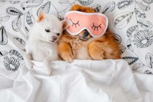 Read more about the article Chihuahua vs Pomeranian