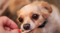 Why is My Chihuahua Not Eating? 2 Why is My Chihuahua Not Eating? - Chihuacorner.com