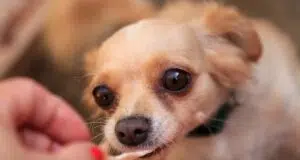 Why is My Chihuahua Not Eating? - Chihuacorner.com