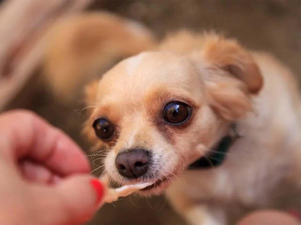 Read more about the article Why is My Chihuahua Not Eating?