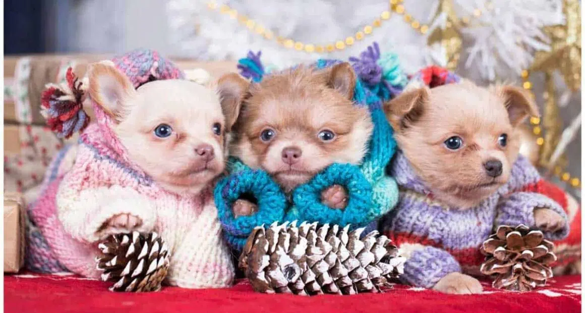 10 Tips On How To Keep A Chihuahua Warm