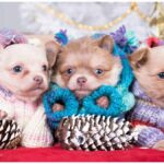 10 Tips On How To Keep A Chihuahua Warm