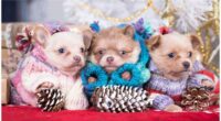 10 Tips On How To Keep A Chihuahua Warm 2 10 Tips On How To Keep A Chihuahua Warm
