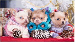 Read more about the article 10 Tips On How To Keep A Chihuahua Warm