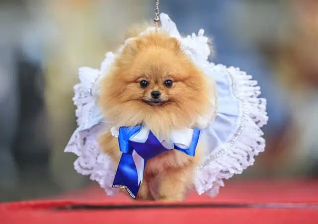 Little Chihuahuas Dressed or Furbabies Pageant 12 2.55336980