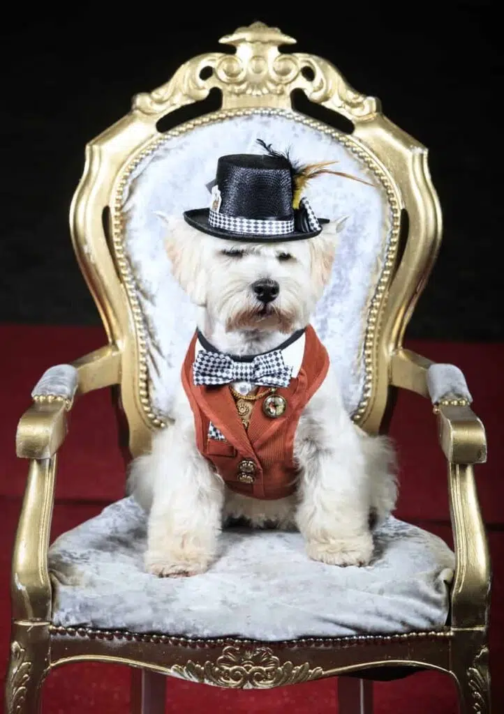 Little Chihuahuas Dressed or Furbabies Pageant 7 2.55337453