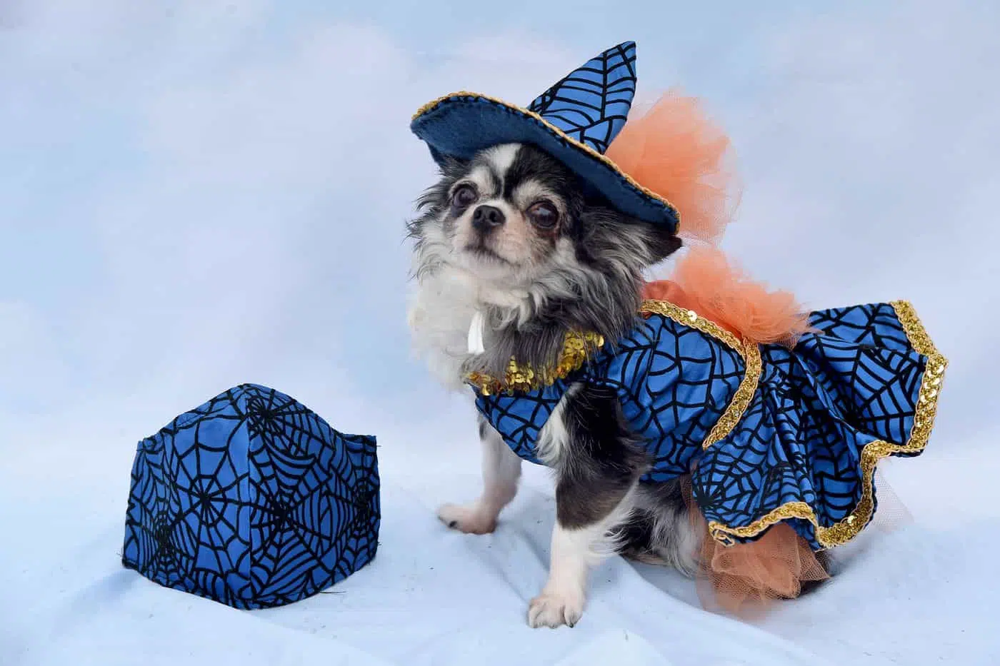 This Philly Pet Fashion Designer and his Five Chihuahuas 6 34IFKOXSZJFYBKZ65FP7Y2HQCM