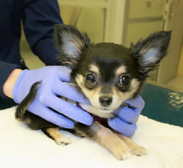 tiniest patient chihuahua examining with purple gloves