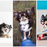 7 Fun and Safe Ways to Spoil Your Chihuahua