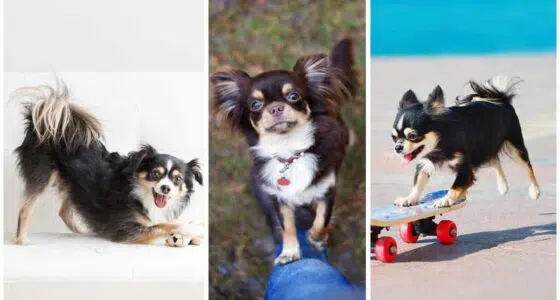 7 Fun and Safe Ways to Spoil Your chihuahua