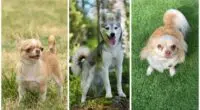 Ancient Gene Variant Influences Coat Color in Modern Dogs