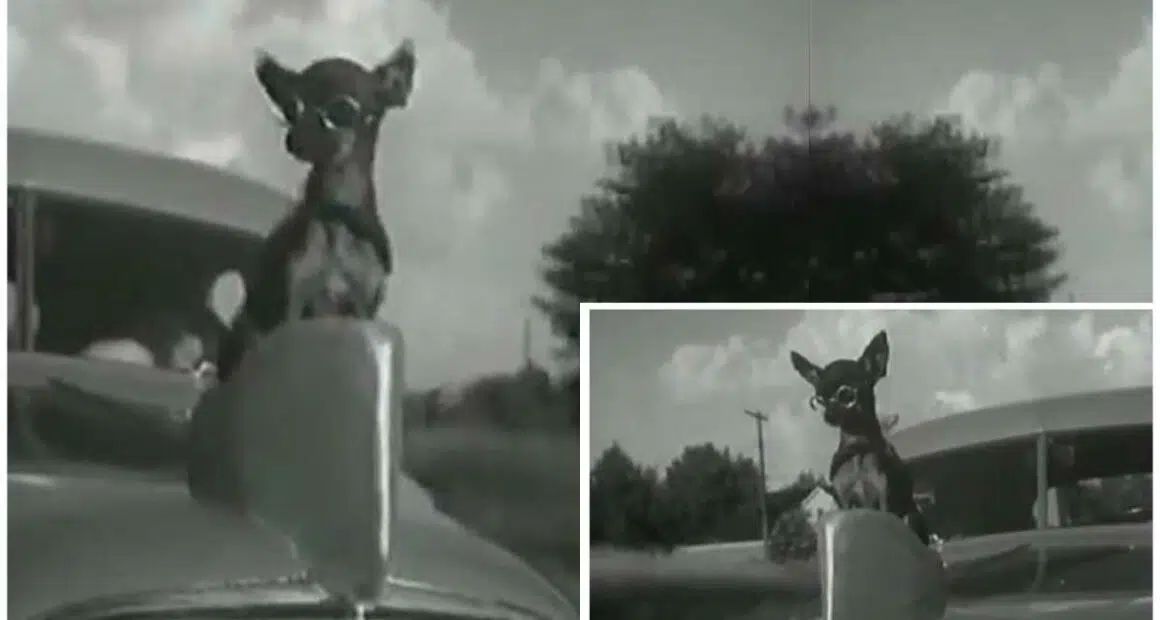 Apparently GM thought it was OK for your dog to be a hood ornament in 1935