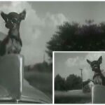 Chihuahuas Serving as Hood Ornaments in 1935