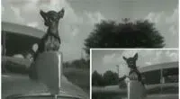 Apparently GM thought it was OK for your dog to be a hood ornament in 1935