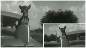 Read more about the article Chihuahuas Serving as Hood Ornaments in 1935