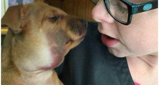 Buford The Chihuahua Survives Rattlesnake Bite