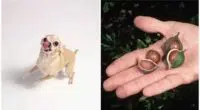 Can Chihuahuas Eat Macadamia Nuts