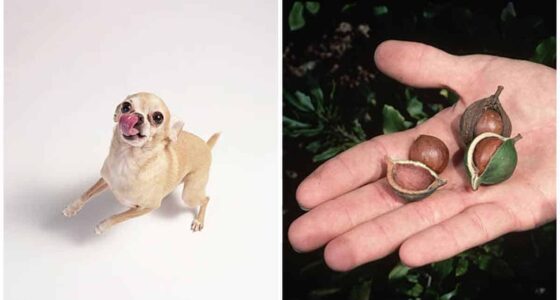 Can Chihuahuas Eat Macadamia Nuts