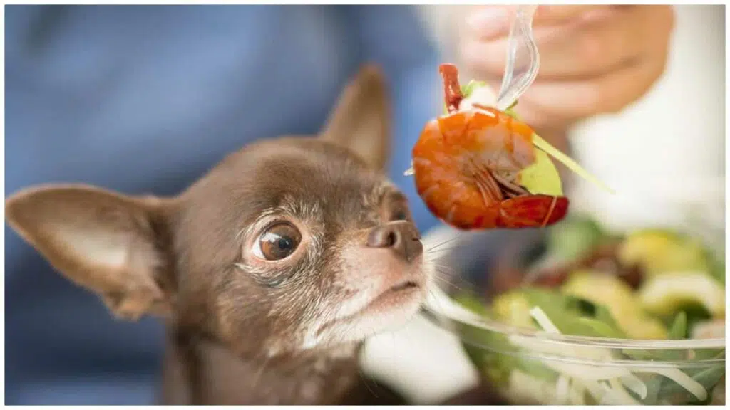 Can Dogs Eat Shrimp Alternatives to Your Dogs Favorites Seafood 1