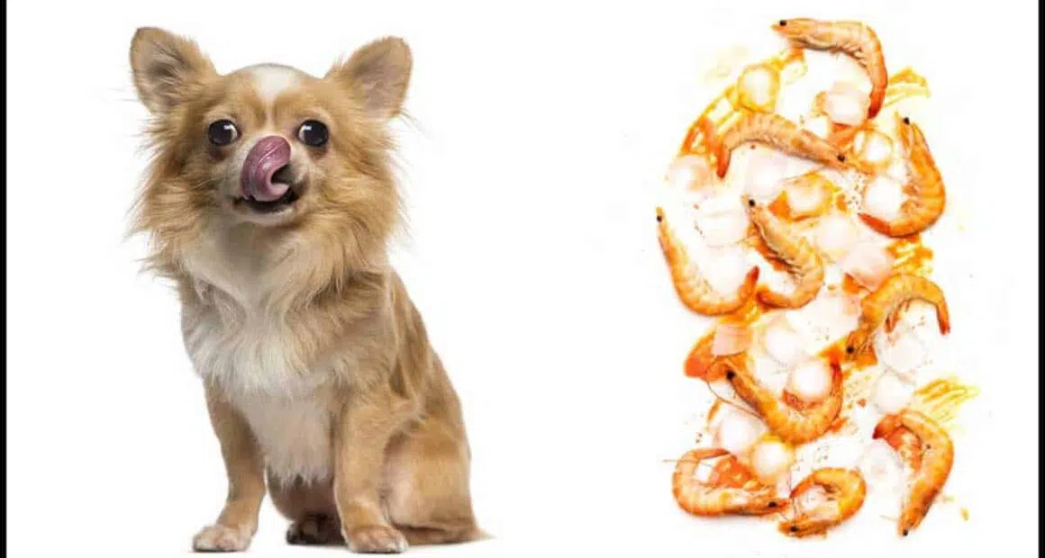 Can Dogs Eat Shrimp Alternatives to Your Dogs Favorites Seafood