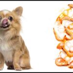 Can Chihuahuas Eat Shrimp?