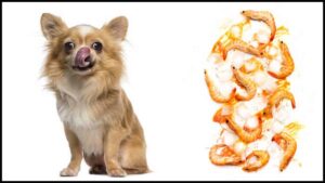 Read more about the article Can Chihuahuas Eat Shrimp?