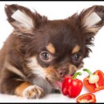 Can Chihuahuas Taste Hot Spice?