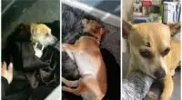 Chihuahua Was Hit By A Vehicle Has 2 Breaks And Needs Medical procedure 1