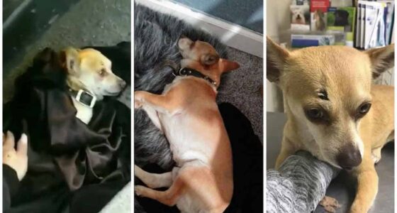 Chihuahua Was Hit By A Vehicle Has 2 Breaks And Needs Medical procedure 1