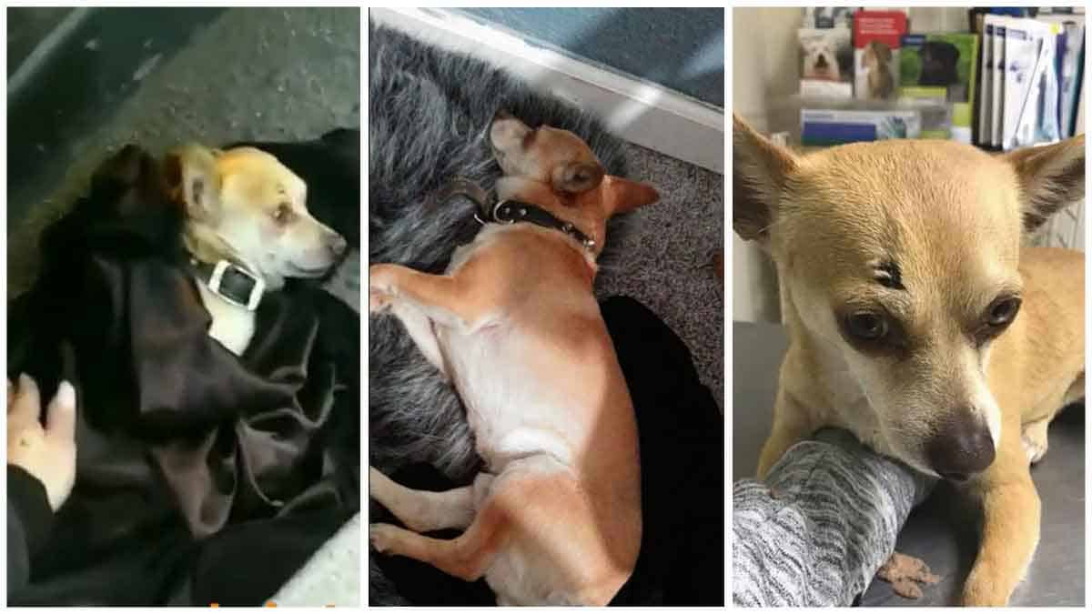Chihuahua Was Hit By A Vehicle, Has 2 Breaks And Needs