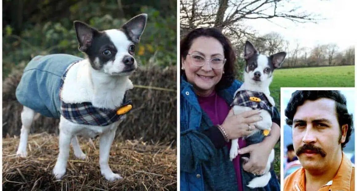 Chihuahua called Pablo Escobar slapped with dog control order for terrorizing sheep