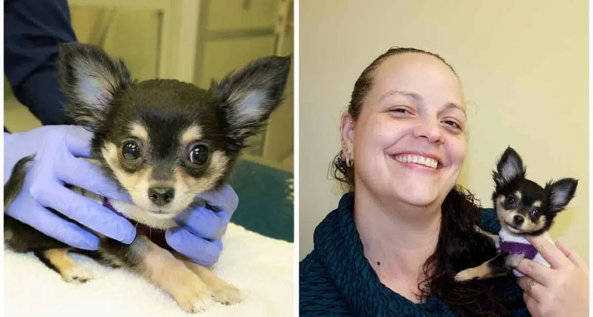 Chihuahua goes through effective heart methodology as Auburn College of Veterinary Medicines tiniest patient