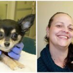 Chihuahua Goes Through Risky Heart Surgery