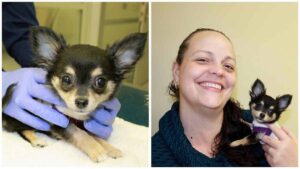 Read more about the article Chihuahua Goes Through Risky Heart Surgery