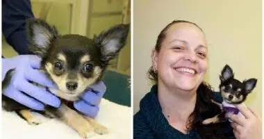 Chihuahua goes through effective heart methodology as Auburn College of Veterinary Medicines tiniest patient