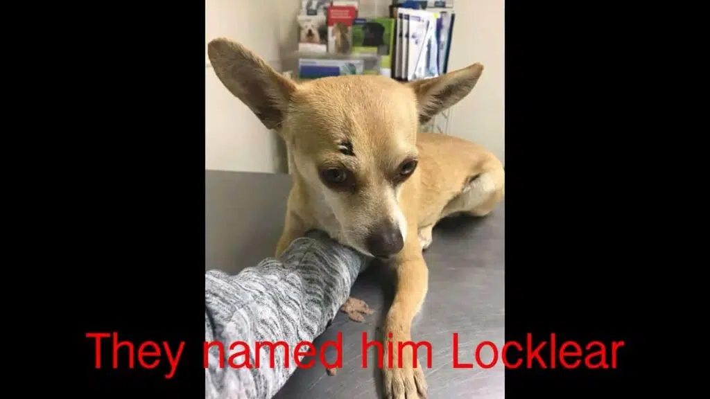 Chihuahua was hit by a car has 2 fractures and needs surgery.mp4 snapshot 00.26.660