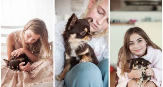 Chihuahuas knee issues will expect the medical procedure to address them