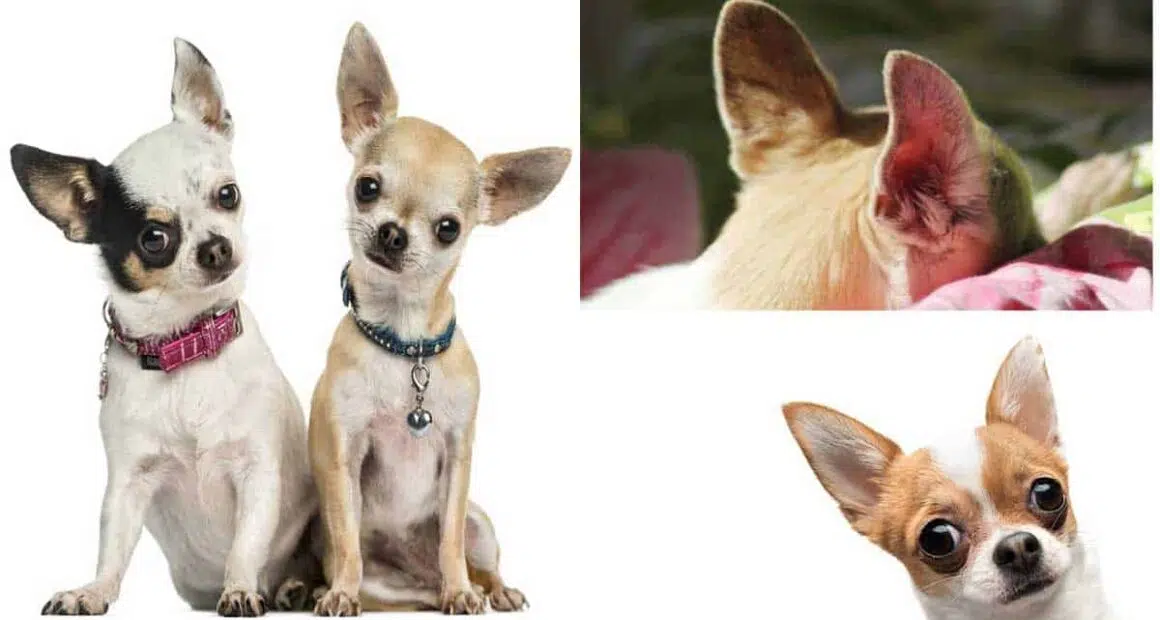 Cleaning Your Chihuahuas Ears
