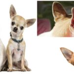 Cleaning Your Chihuahua’s Ears