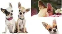 Cleaning Your Chihuahuas Ears