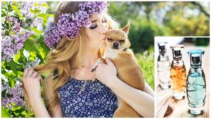 Read more about the article Chihuahua Perfumes: Safe Scents for Your Pup