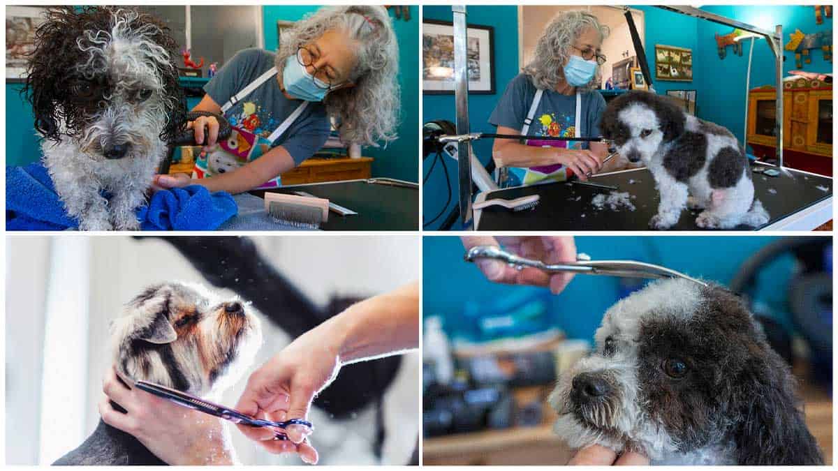 Dog Days for Sonoma Pet Grooming