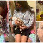 Elderly Woman Accused of Poisoning Chihuahua with Antifreeze