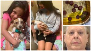 Read more about the article Elderly Woman Accused of Poisoning Chihuahua with Antifreeze