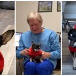 Toothless Chihuahua Brings Smiles to Dental Visits