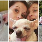 Fairy Tale Ending for a Princess Chihuahua