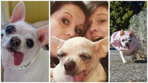 Read more about the article Fairy Tale Ending for a Princess Chihuahua